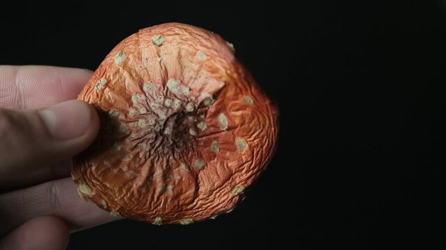 Close-up of hands holding a textured dried fly agaric mushroom, symbolizing microdosing and non-traditional healing. Dried amanita mushrooms