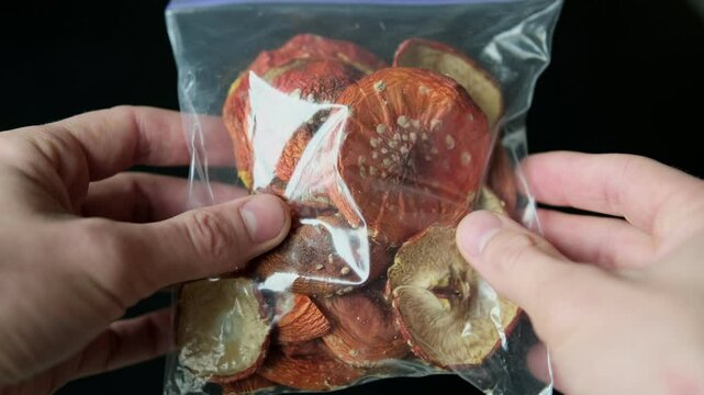 Hands holding a transparent plastic zip bag filled with dried red fly agaric mushrooms, showcasing their textured caps and gills. Microdosing and alternative healing. Dried amanita mushrooms