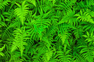 Lush green ferns thriving in the natural landscape of Sweden during warm summer months