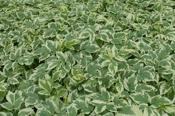 Lush variegated foliage of ground elder in June