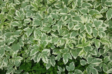 Variegated foliage of ground elder from above in June