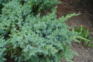 Branch of Juniperus squamata bush in July