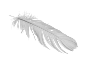 Obraz premium white goose feathers on a white background 