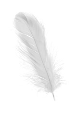white goose feathers on a white background	