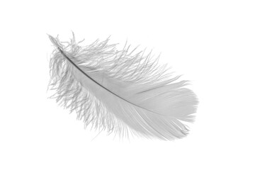 white goose feathers on a white background	