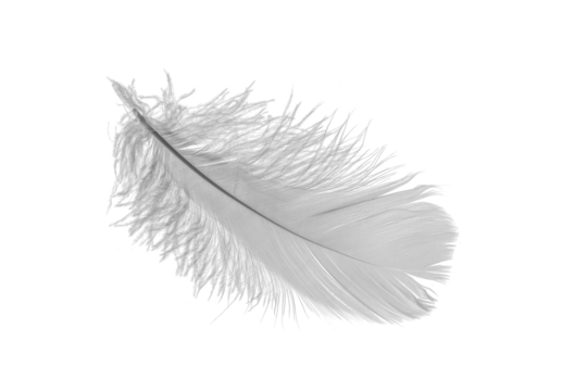 white goose feathers on a white background	
