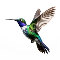 Fototapeta premium Vibrant Hummingbird in Flight with Iridescent Plumage white bg