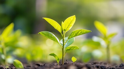 Young Plant Sprouting in Garden Symbolizing New Beginnings and Growth : Generative AI