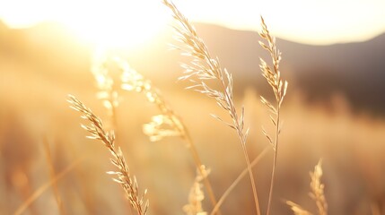 Golden sunset illuminating wheat field with sunlit stalks swaying in breeze : Generative AI