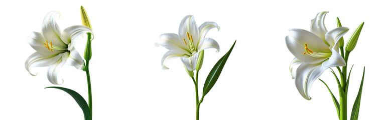 Single Royal Lily Flower with Long Stem Isolated on Transparent Background png
