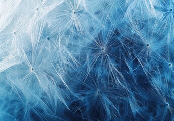 Blue Dandelion Seeds