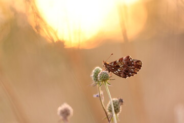una farfalla boloria su un fiore al tramonto