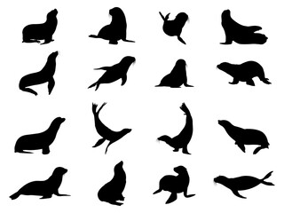 Set of Sea Lion Silhouette in various poses isolated on white background