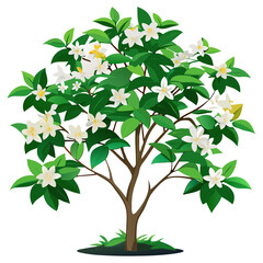 Obraz premium jasmine flowers on tree branches, illustration isolated white background