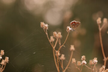 una farfalla licenide al tramonto in un prato