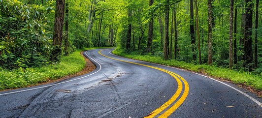 Fototapeta premium A winding road through a lush green forest, surrounded by tall trees and vibrant foliage. 