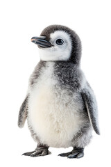 Naklejka premium a real Penguin, no shadow, cut out, isolated on a transparent background