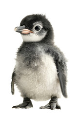 Obraz premium a real Penguin, no shadow, cut out, isolated on a transparent background