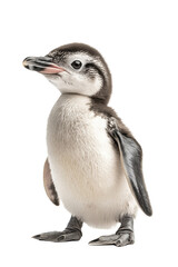 Fototapeta premium a real Penguin, no shadow, cut out, isolated on a transparent background