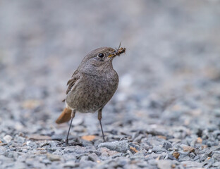 Hausrotschwanz mit Futter am Boden.