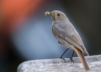 Hausrotschwanz, Gartenrotschwanz mit Futter.