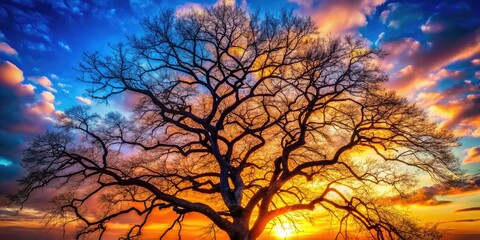 Leafless branches silhouette against a vast sky, captured with high depth of field.