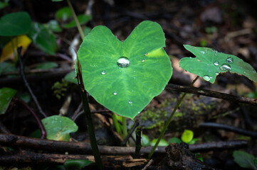 Raining day in the wild, raindrop on the leaf of taro, background out of focus in purpose, in New Taipei City, Taiwan.