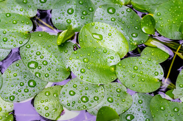 Close up of duckweed growing on the water, in Keelung City, Taiwan.