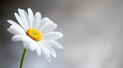 Fototapeta premium Single White Daisy Flower Against a Soft Gray Background : Generative AI