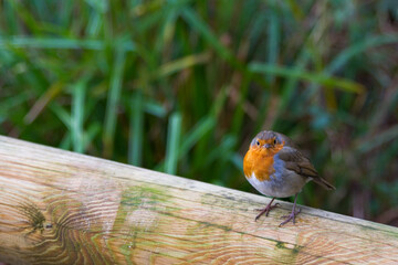 A Robin perched on a post. He looks out across the softly focused green background. Erithacus rubecula. copy space editorial picture.