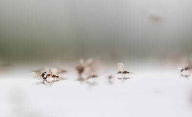 Insects mating on car roof