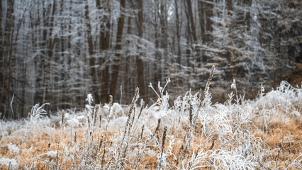 Frozen landscape . a forest in the back and frozen wilrd grasses in front