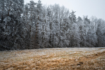 Frozen meadow and forest- hoarfrost landscape