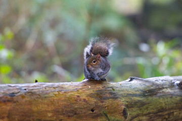 A beautiful grey squirrel on a woodland log. Good copy space.