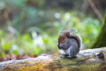 A beautiful grey squirrel on a woodland log. Good copy space.