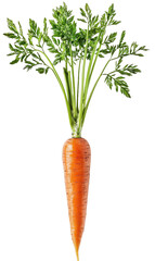 a Carrot, side view, on isolated transparent background
