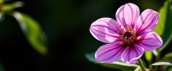 Fototapeta premium A Single Pink Flower with a Yellow Center