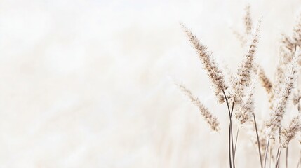 Fototapeta premium Minimalistic Natural Background with Soft Focus on Delicate Dried Grasses Against a Pale Backdrop : Generative AI