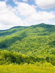 Obraz premium countryside landscape in mountains of ukraine. recreation in spectacular outskirts. rural field on the hill near the forest. sunny day with clouds on the sky. travel destination in europe