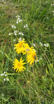 A small moth of Cistus forester (Adscita geryon) exposed in the heart of a bouquet of arnica flowers swaying gracefully in the wind