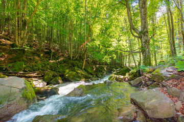 landscape with river in the beech forest. natural freshness of rapid  torrent. wild water stream among mossy rocks on a sunny day. picturesque outdoor scenery in spring season