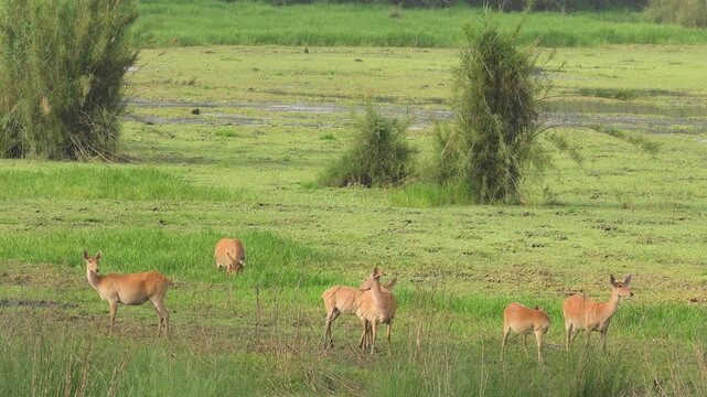 full shot of wild Barasingha or Rucervus duvaucelii or Swamp deer twelve horned family in group elusive and vulnerable animal in natural green grassland landscape pilibhit national park forest india