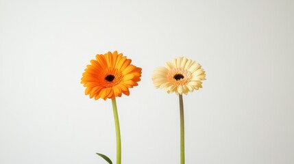 commercial photography for advertising campaign showcasing two halves of vibrant flower one blooming and one in silhouette