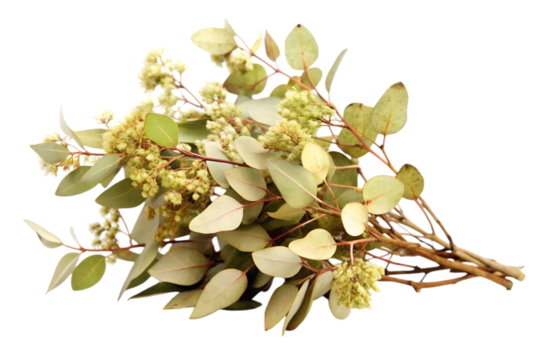 Eucalyptus Trees Flourish in Diverse Environments Across Continents Adapting to Change