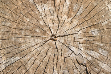 wood texture