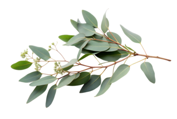 Eucalyptus Trees Flourish in Diverse Environments Across Continents