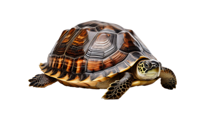 Cherry Head turtle closeup on isolated backgtound, Cherry Head closeup