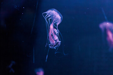 underwater photography jellyfish Chrysaora lactea, Milk Sea Nettle