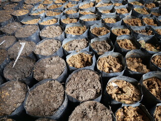 oil palm sprouts. will be sown in polybags. oil palm seedlings. plants source of prophet oil seeds and renewable energy sources