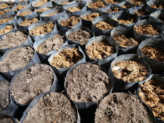 oil palm sprouts. will be sown in polybags. oil palm seedlings. plants source of prophet oil seeds and renewable energy sources